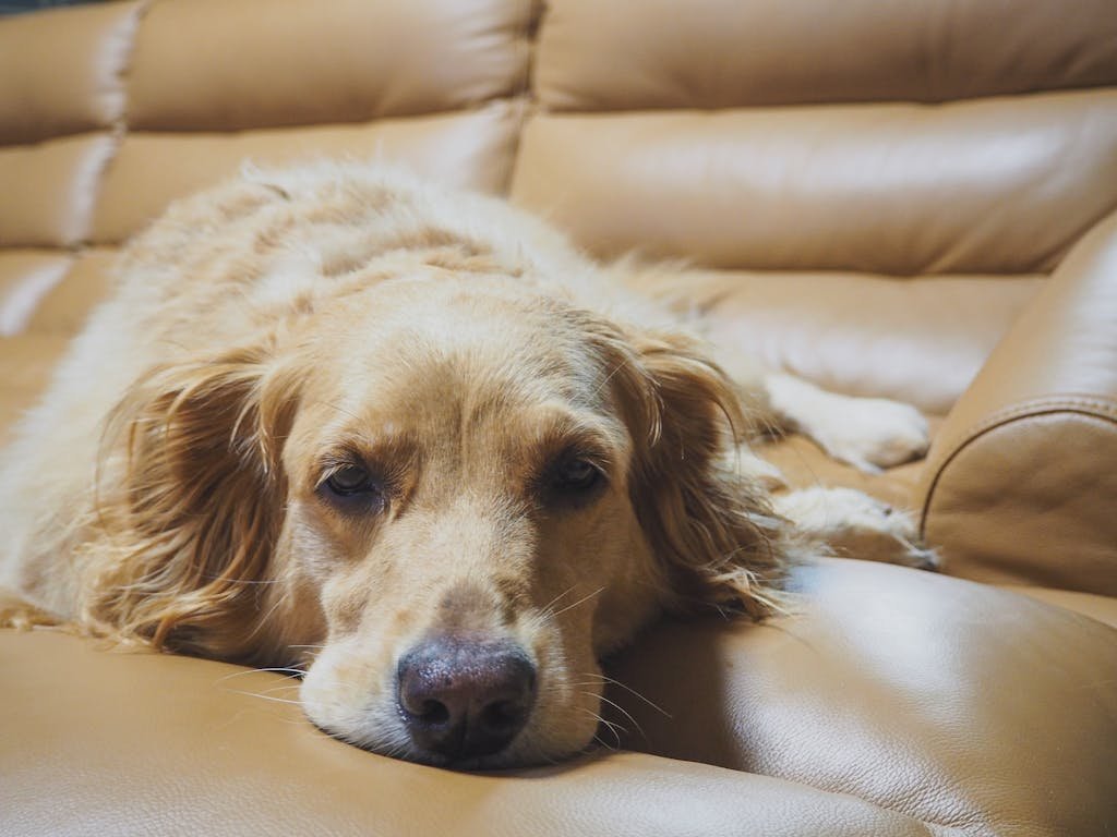 Best Sofas for dogs