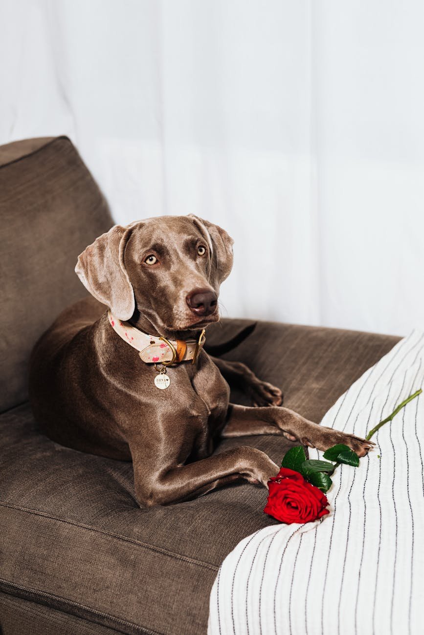 a black dog lying on couch beside a red rose